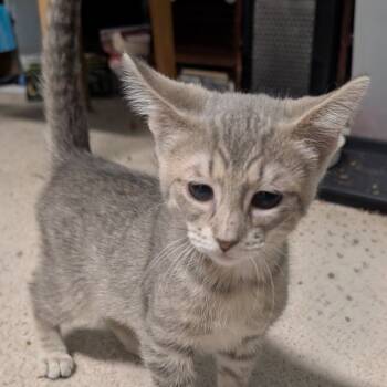 Rescue Domestic Short Hair Cats for Adoption in Carmel, Indiana - Gravy Bonded With Biscuit | PetCurious