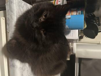 Rescue Domestic Short Hair Cats for Adoption in Parma Heights, Ohio - Nana | PetCurious