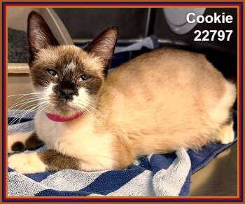 COOKIE (see also SIN and CHITA) -  Siamese Cat for Adoption in Marietta, Georgia - COOKIE (see Also SIN And CHITA) | PetCurious