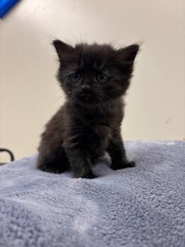 Salem -  Domestic Short Hair Cat for Adoption in Liverpool, New York - Salem | PetCurious
