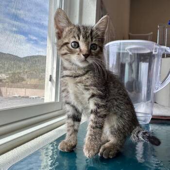 Thelma -  Domestic Short Hair Cat for Adoption in Durango, Colorado - Thelma | PetCurious