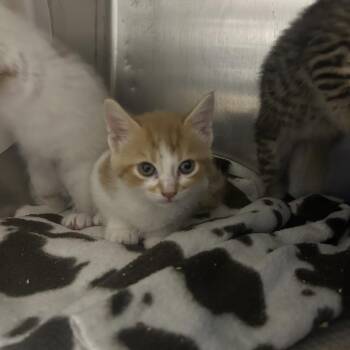 Adidas (Holland Cat Cove) -  Domestic Short Hair Cat for Adoption in West Olive, Michigan - Adidas (Holland Cat Cove) | PetCurious
