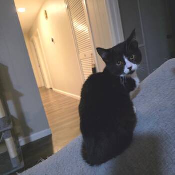 Domestic Short Hair Cats Available for Adoption - Felicity | PetCurious