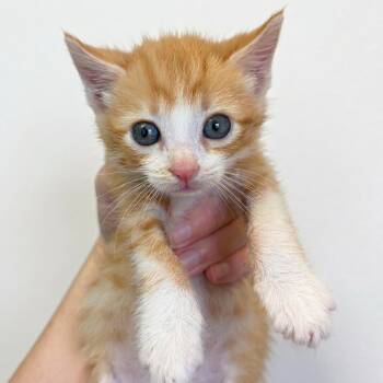 Ace Impact 26 -  Domestic Short Hair Cat for Adoption in Austin, Texas - Ace Impact 26 | PetCurious
