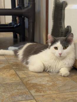 Scotty -  Domestic Short Hair Cat for Adoption in Parsons, West Virginia - Scotty | PetCurious