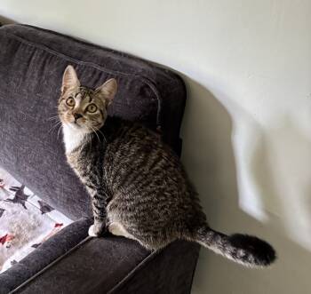 Rescue Domestic Short Hair Cats for Adoption in Randolph, Massachusetts - Captivating Artemisa | PetCurious