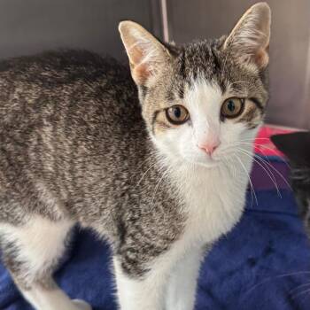 Jive -  Domestic Short Hair Cat for Adoption in Dearborn, Michigan - Jive | PetCurious