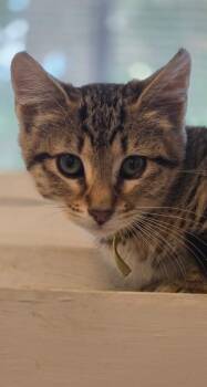 Jasmine -  Domestic Short Hair Cat for Adoption in Miami, Oklahoma - Jasmine | PetCurious
