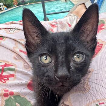 Berry -  Domestic Short Hair Cat for Adoption in Houston, Texas - Berry | PetCurious