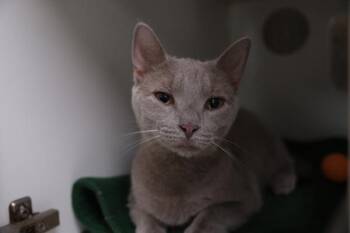 Lyla -  Domestic Short Hair Cat for Adoption in Columbus, Ohio - Lyla | PetCurious