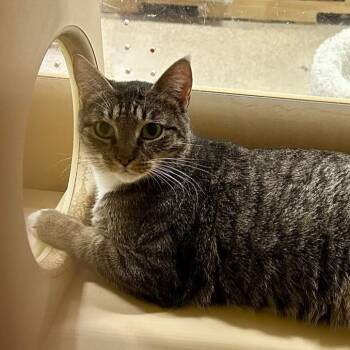 Rescue Domestic Short Hair Cats for Adoption in Brevard, North Carolina - Bacon | PetCurious