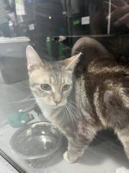 Pearl -  Domestic Short Hair Cat Available for Adoption in Dayton, Minnesota - Pearl | PetCurious