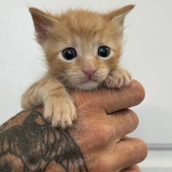 Domestic Short Hair Cats Available for Adoption in San Antonio, Texas - Ron Weasley | PetCurious