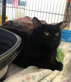 Domestic Short Hair Cats Available for Adoption - Crash | PetCurious