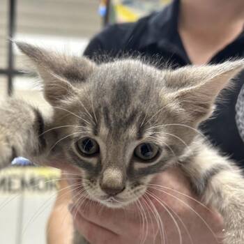 Charlie -  American Shorthair Cat for Adoption in Lufkin, Texas - Charlie | PetCurious
