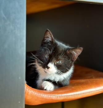 Rescue Tuxedo Cats for Adoption - Softee | PetCurious