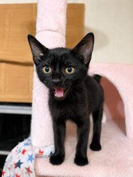 Harvey -  Domestic Short Hair Cat for Adoption in Gun Barrel City, Texas - Harvey | PetCurious