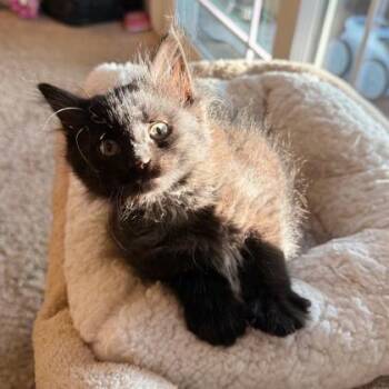 Beatrix -  Domestic Short Hair Cat for Adoption in Wheaton, Illinois - Beatrix | PetCurious