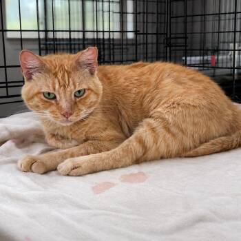 Jungle Jim -  Domestic Short Hair Cat for Adoption in Austin, Texas - Jungle Jim | PetCurious