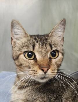 Rescue Domestic Short Hair Cats for Adoption in Spartanburg, South Carolina - Sammie | PetCurious