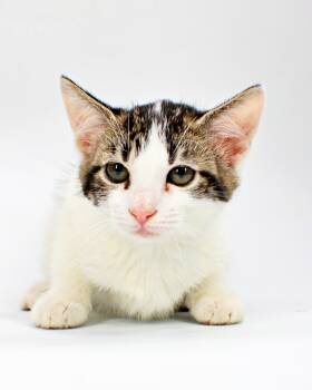 Gemma -  Domestic Short Hair Cat for Adoption in Morton Grove, Illinois - Gemma | PetCurious