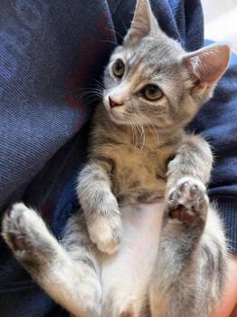 Kadabra26 -  Domestic Short Hair Cat for Adoption in Youngsville, North Carolina - Kadabra26 | PetCurious