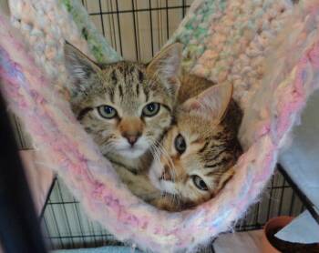GAYLE & GERTRUDE -  Tiger Cat for Adoption in Delhi, New York - GAYLE & GERTRUDE | PetCurious