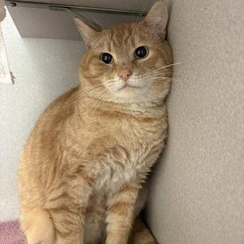 Kumquat -  Domestic Short Hair Cat for Adoption in Pittsburgh, Pennsylvania - Kumquat | PetCurious