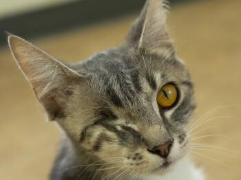 Tink -  Tabby and Domestic Short Hair Cat for Adoption in Republic, Washington - Tink | PetCurious