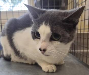 GUCCI -  Domestic Short Hair Cat for Adoption in Fort Myers, Florida - GUCCI | PetCurious