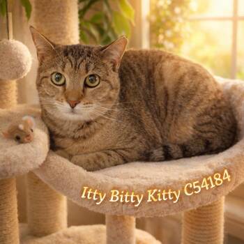Domestic Short Hair Cats Available for Adoption in Clarksville, Tennessee - Itty Bitty Kitty | PetCurious