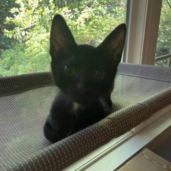 Mert Mouse- TL -  Domestic Short Hair Cat for Adoption in Tallahassee, Florida - Mert Mouse- TL | PetCurious