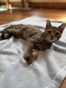 Tigerstar -  Domestic Short Hair Cat for Adoption in Dayton, Ohio - Tigerstar | PetCurious