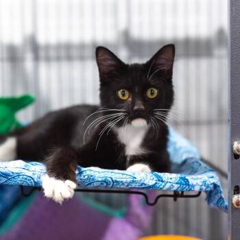 Queenie -  Domestic Medium Hair Cat for Adoption in Parrish, Alabama - Queenie | PetCurious