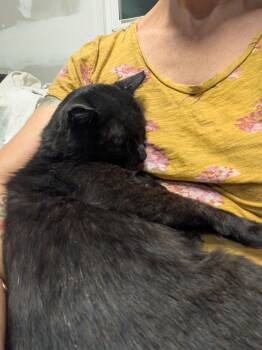 Nibs -  American Shorthair Cat for Adoption in Montclair, New Jersey - Nibs | PetCurious