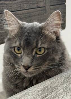 Link Twilight Bonded To Midna -  Domestic Long Hair and Tabby Cat for Adoption in Chandler, Arizona - Link Twilight Bonded To Midna | PetCurious
