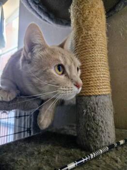 Rescue Domestic Short Hair Cats for Adoption in Carrollton, Texas - Missy | PetCurious
