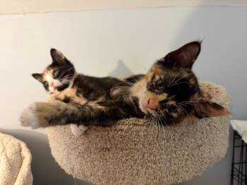 Lottie -  Domestic Short Hair Cat for Adoption in Pitman, New Jersey - Lottie | PetCurious