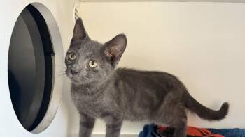 Silent Bob -  Domestic Short Hair Cat for Adoption in Chestertown, Maryland - Silent Bob | PetCurious