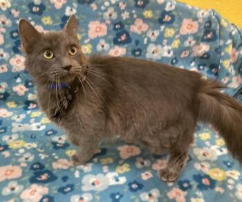 Agnar-STILL IN PUBLIC SHELTER-NEEDS FOSTER/FOREVER HOME -  Domestic Medium Hair and Nebelung Cat for Adoption in Arlington, Virginia - Agnar-STILL IN PUBLIC SHELTER-NEEDS FOSTER/FOREVER HOME | PetCurious