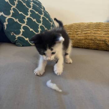 Burton 33 -  Domestic Short Hair Cat for Adoption in Austin, Texas - Burton 33 | PetCurious