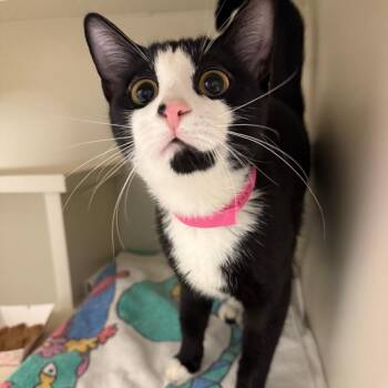Domestic Short Hair Cats Available for Adoption - Blossom | PetCurious