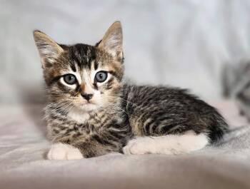 Tabby Cats Available for Adoption in Trophy Club, Texas - Thunder | PetCurious