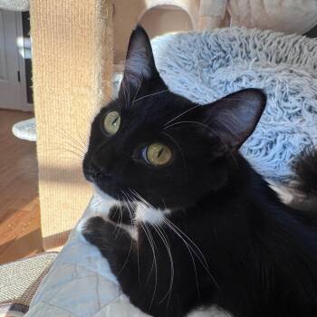 Mao Mao -  Domestic Medium Hair Cat for Adoption in Franklin, Tennessee - Mao Mao | PetCurious
