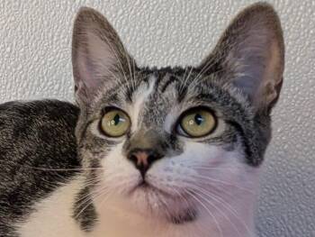 Rescue Tabby and Domestic Short Hair Cats for Adoption in Republic, Washington - Doritos SHY CAT SPECIAL $20 | PetCurious