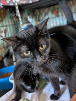 Miss Kitty -  Domestic Short Hair Cat for Adoption in Tilton, Illinois - Miss Kitty | PetCurious