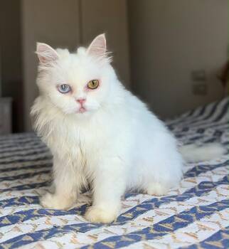 Polly -  Turkish Angora Cat for Adoption in Brampton, Ontario - Polly | PetCurious