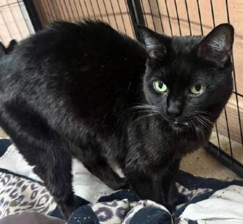 Domestic Short Hair Cats Available for Adoption in Phoenix, Arizona - Justine | PetCurious