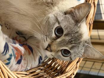 Domestic Short Hair Cats Available for Adoption - Lorelei-The Tiny Wallflower With Big Blue Eyes | PetCurious