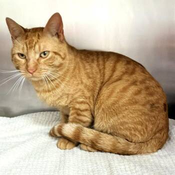Dandy -  Domestic Short Hair Cat for Adoption in Warrensburg, Missouri - Dandy | PetCurious